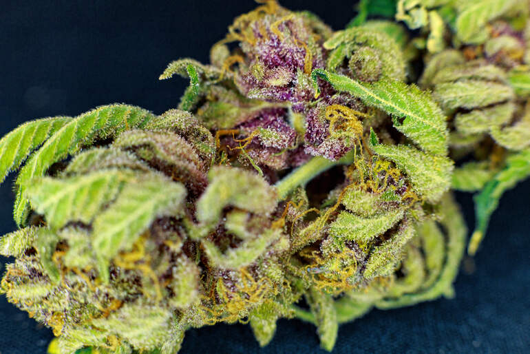 Purple Punch THCA Flower: A Smooth Strain Beer Lovers Can Appreciate