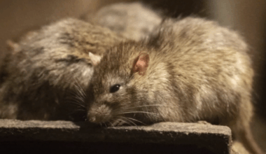 Los Angeles displaces Chicago as America's rattiest city