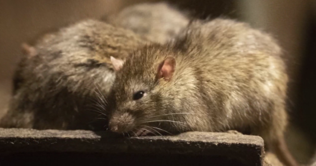 Los Angeles displaces Chicago as America's rattiest city