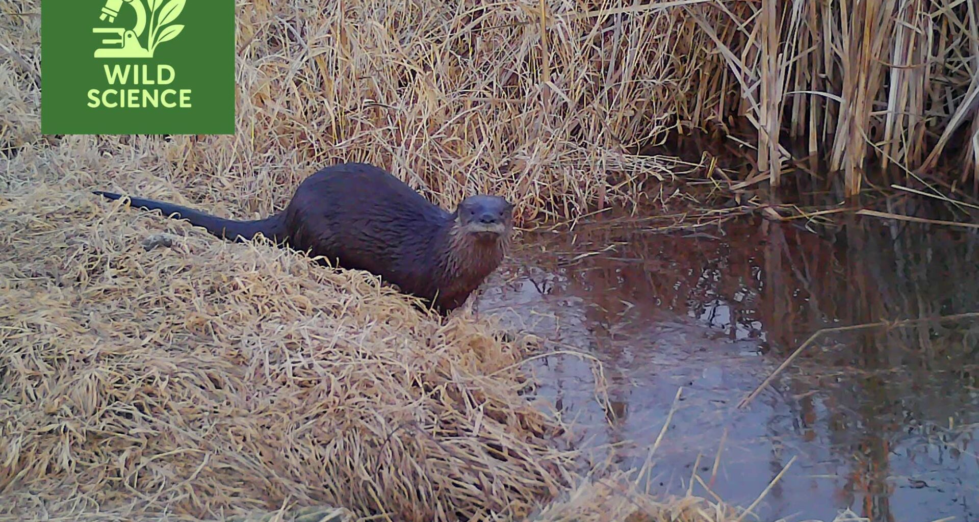Wild Science: Otters rebound from the brink to thrive in Will County