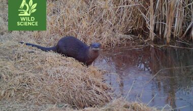 Wild Science: Otters rebound from the brink to thrive in Will County
