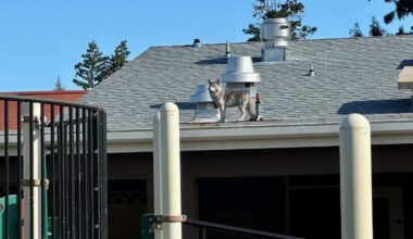 Coyote Statues Are Guarding Local School Playgrounds Against Pests