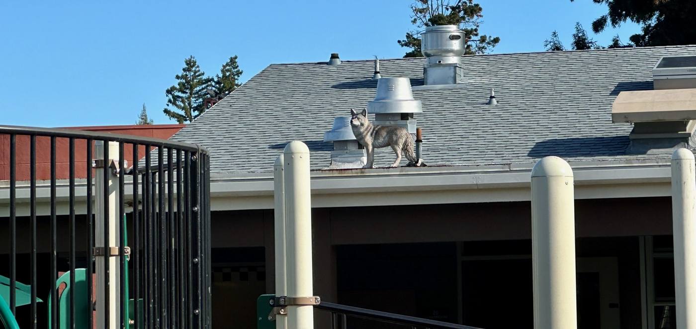 Coyote Statues Are Guarding Local School Playgrounds Against Pests