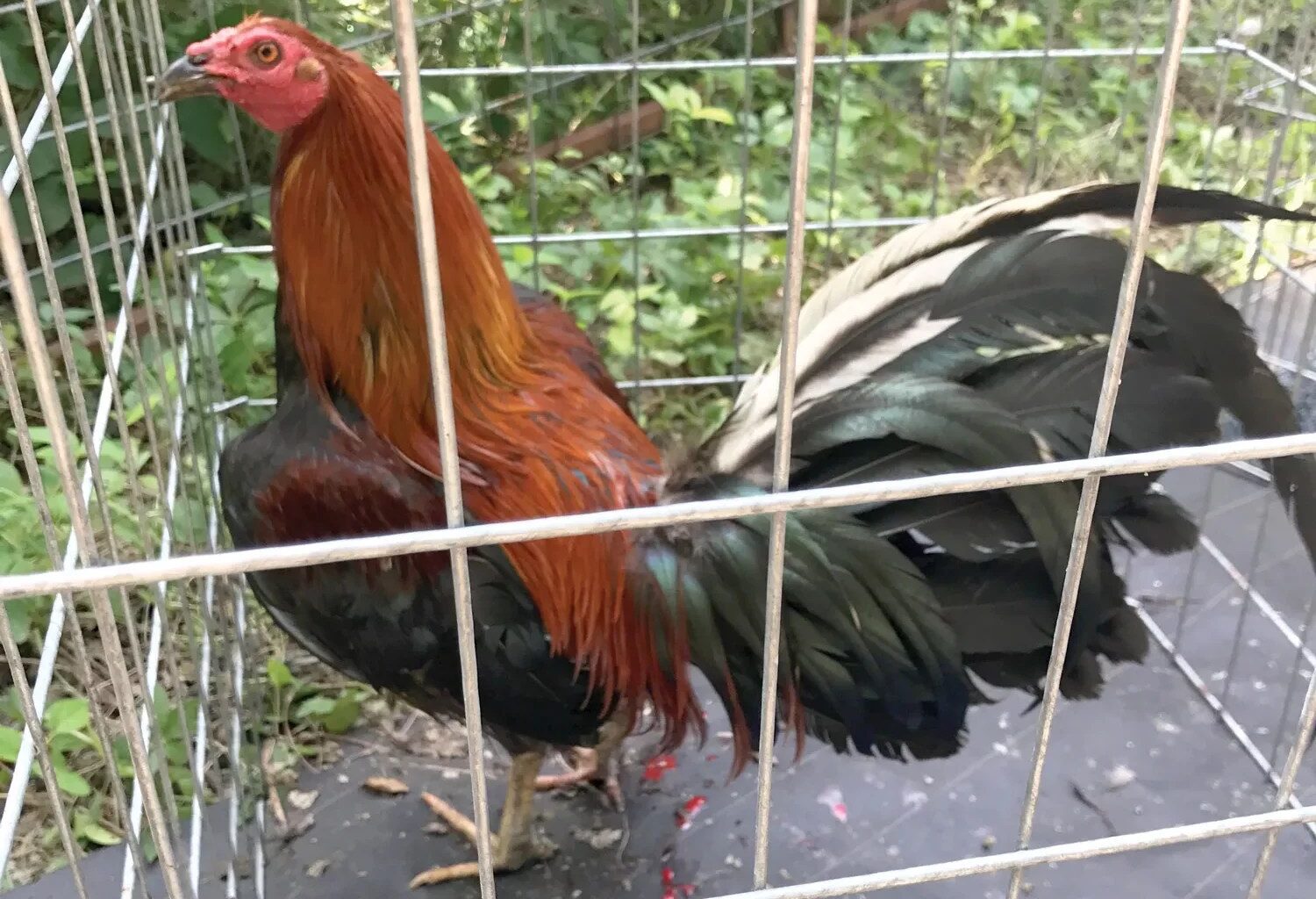 Dallas is a Cockfighting Hotbed, Animal Rights Advocates Say