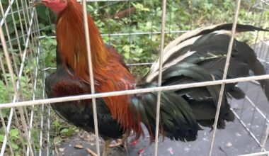 Dallas is a Cockfighting Hotbed, Animal Rights Advocates Say