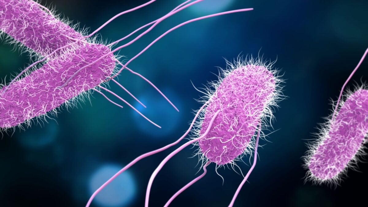 Scientists Are Testing a Vaccine for Food Poisoning. It Can't Come Soon Enough