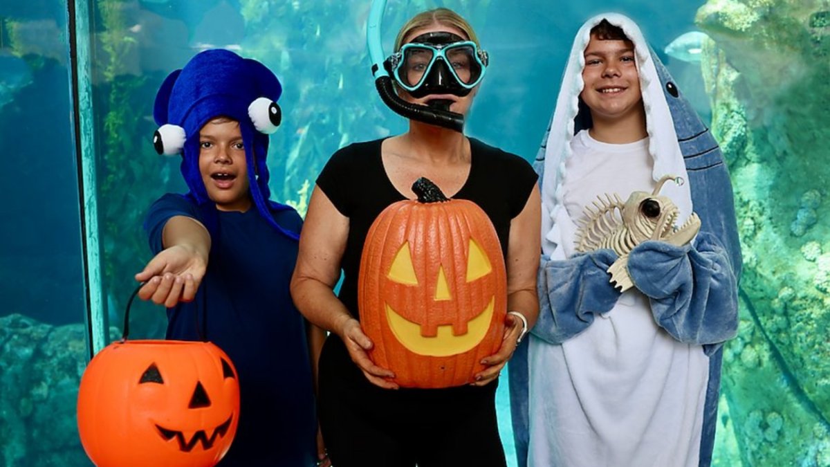 Fishy ‘n frightful October fun awaits at these local aquariums – NBC Los Angeles