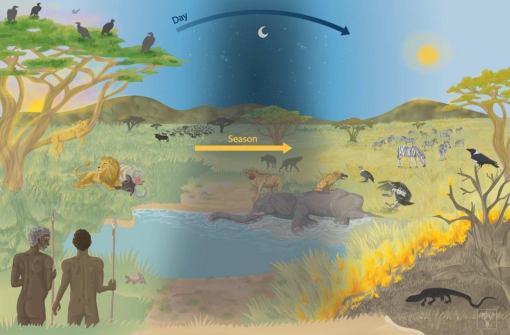 Eating carrion reconsidered: how scavenging shaped human evolution and made us human