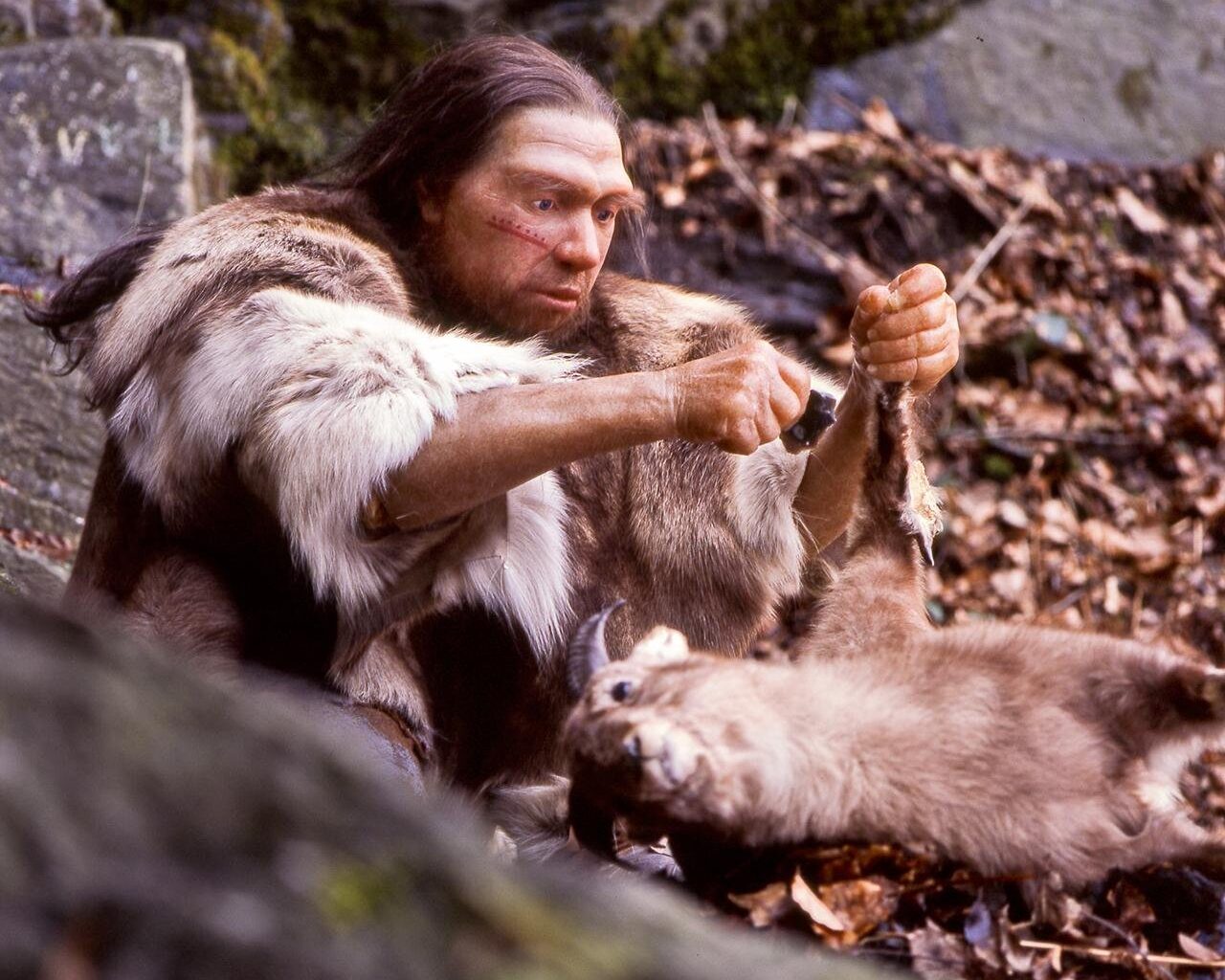 Ancient wooden spears in Germany likely made by Neanderthals 200,000 years ago, study reveals