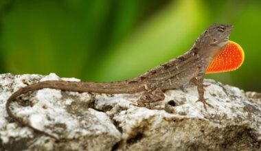 Lizard genetics provide new perspective on evolution - News