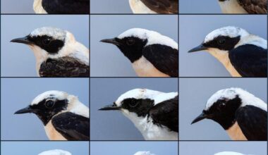 Black- and white-throated males of the Oenanthe hispanica complex.