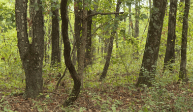 Hikers safe after bear encounter in Franklin County