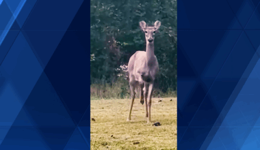 Mama deer signals warning to woman filming baby deer