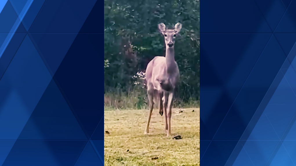 Mama deer signals warning to woman filming baby deer