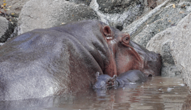 Karen the hippo delivers healthy offspring at BioPark