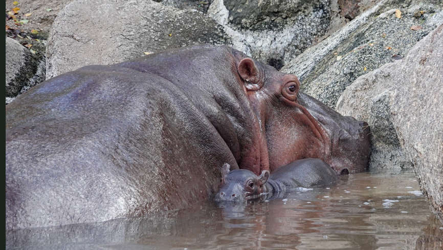 Karen the hippo delivers healthy offspring at BioPark