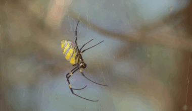 Joro spiders invade the Upstate, impacting native species