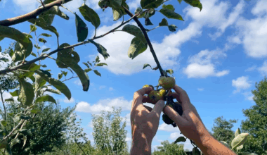 NYC's forgotten fruit orchard history revived in gardens, public spaces across the boroughs