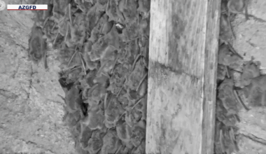 Mosquito-eating bats providing insect-control around Phoenix