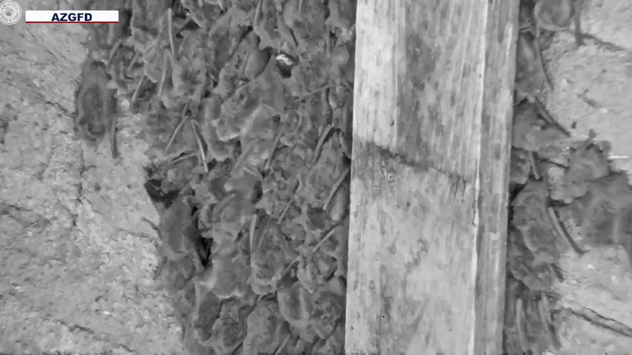 Mosquito-eating bats providing insect-control around Phoenix