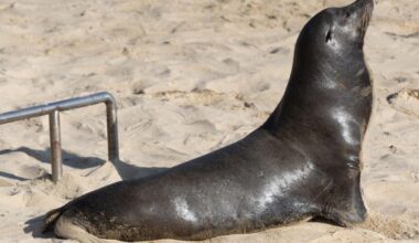 NOAA backtracks on alleged sea lion decapitation at Central California beach