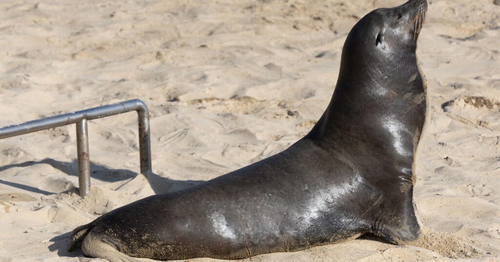 NOAA backtracks on alleged sea lion decapitation at Central California beach