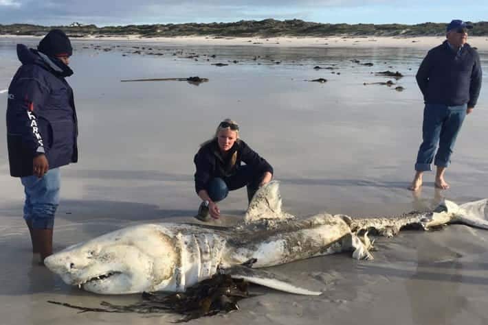 great white killed by orca