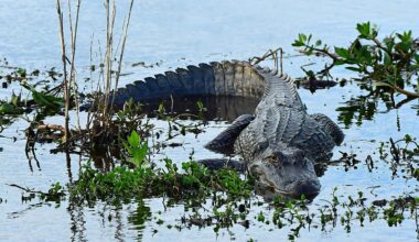 6 Most Alligator Filled Places in South Carolina