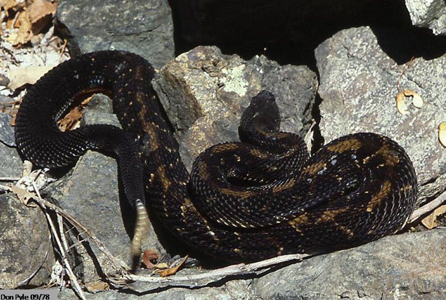 timber rattlesnake