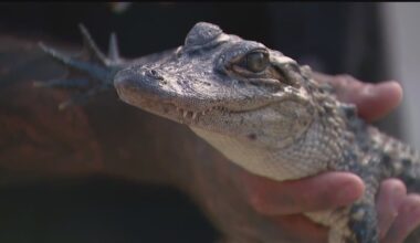 Belle Isle alligator found and sent to Westland 'Great Lakes Serpentarium'