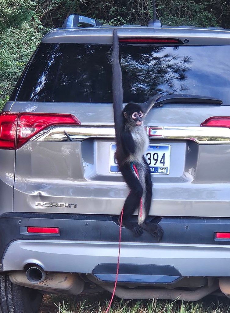 Ava the spider monkey hanging from the back of a silver SUV.