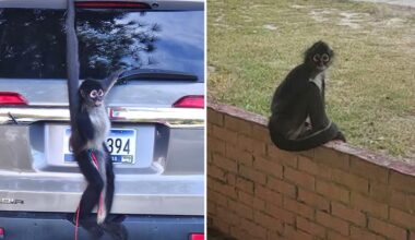 Small town clerk catches loose monkey with a fresh cup of coffee
