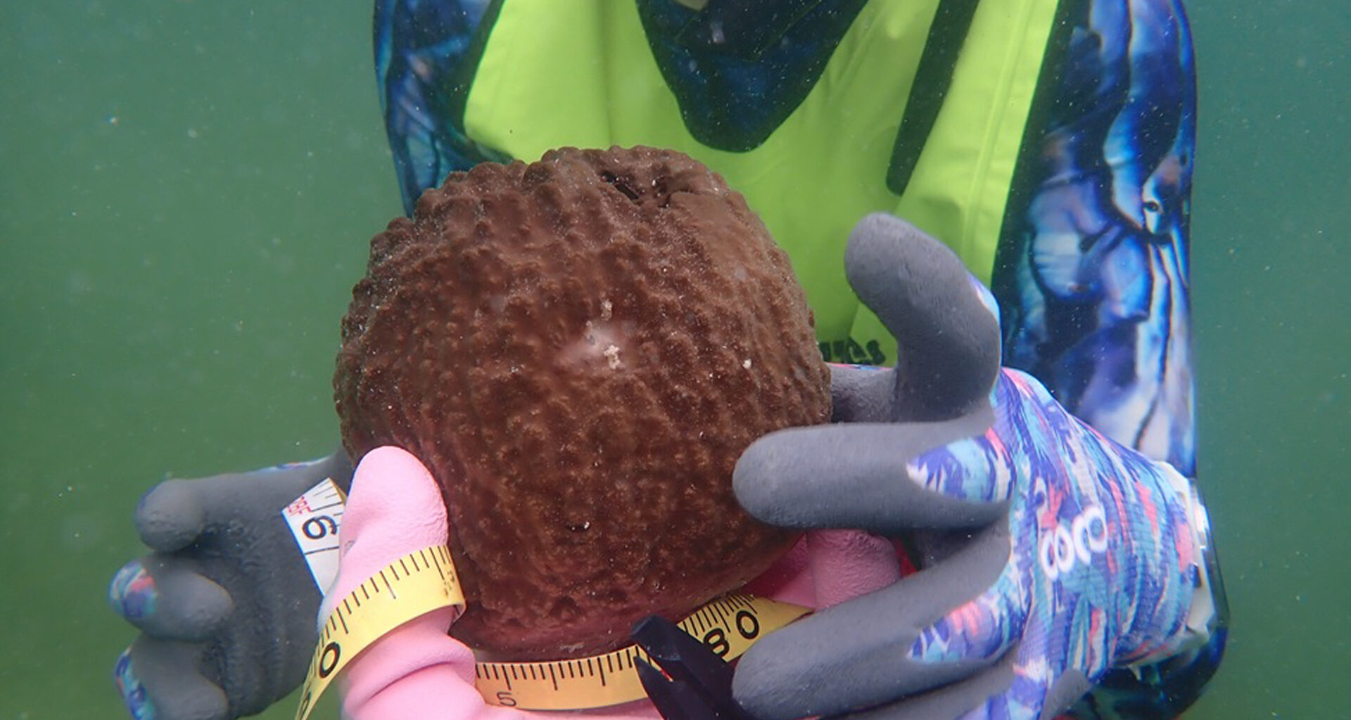 FAU lands EPA grant to use genetics in Florida Bay sponge restoration