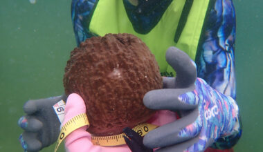 FAU lands EPA grant to use genetics in Florida Bay sponge restoration