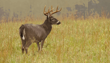 Insurance agent advises on filing claims after deer accidents – 9&10 News