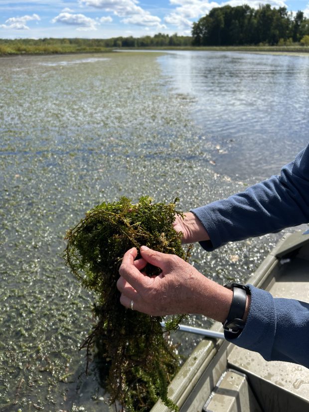 Greg Bugbee looks for turions. a resistant plant bud found in certain aquatic plants and can allow the plant to survive winter in the vegetative state (i.e., without setting seeds). (Edmund H. Mahony)