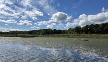 Invasive weed posing ‘tremendous risk’ to CT spreads to fragile waterways. It crushes native plants. – Hartford Courant