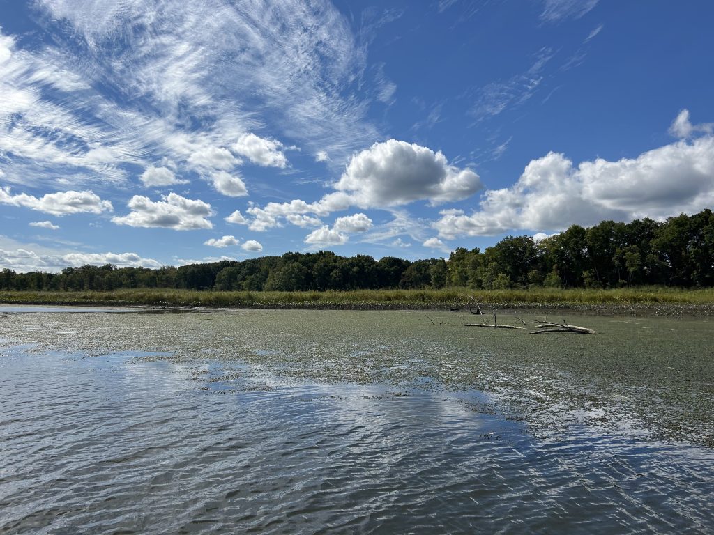 Invasive weed posing ‘tremendous risk’ to CT spreads to fragile waterways. It crushes native plants. – Hartford Courant