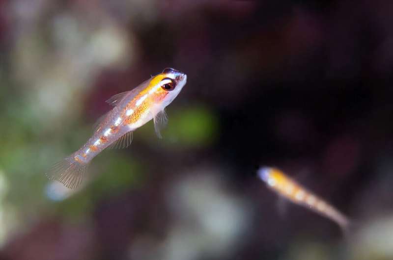 They might not be giants: U-M study unravels genetics behind why some fish remain tiny