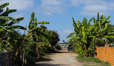 South County Report: Community Gardens Become a Symbol…But of What? 