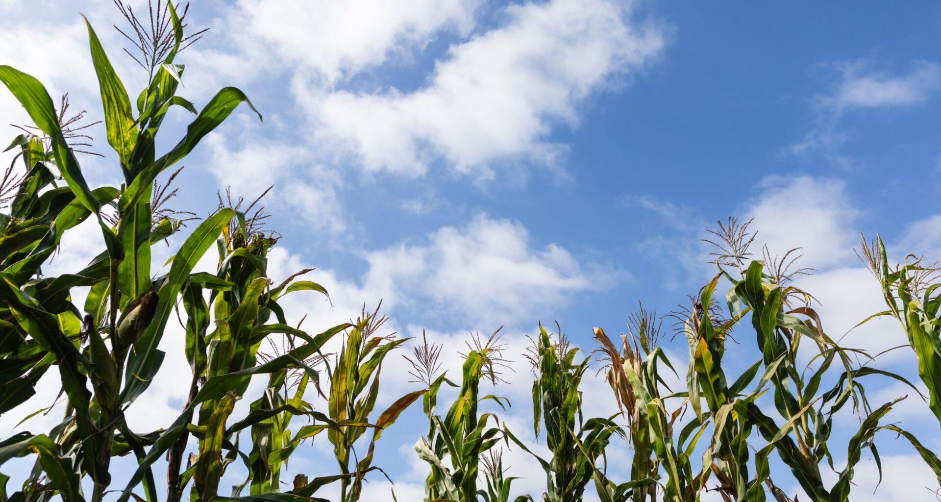 Morning Report: Border Farmers Irate Over Sewage Warning Signs