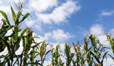 Morning Report: Border Farmers Irate Over Sewage Warning Signs