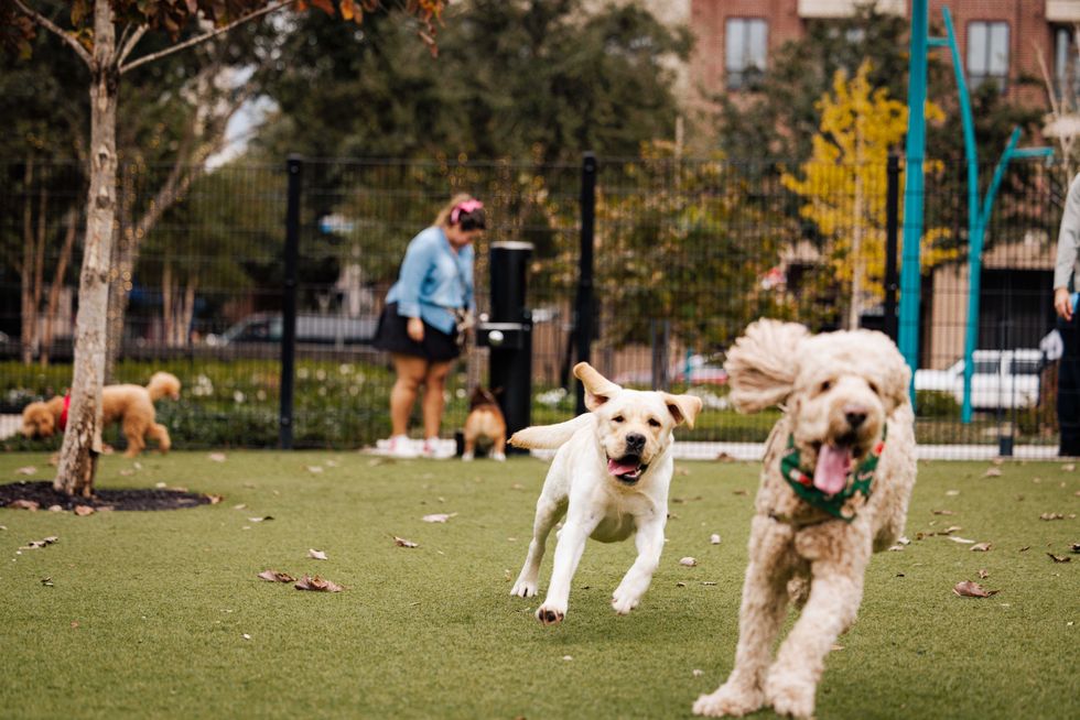 Trebly Park Houston dog park