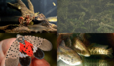 The 12 invasive animal, plant species of 'highest concern' in Virginia