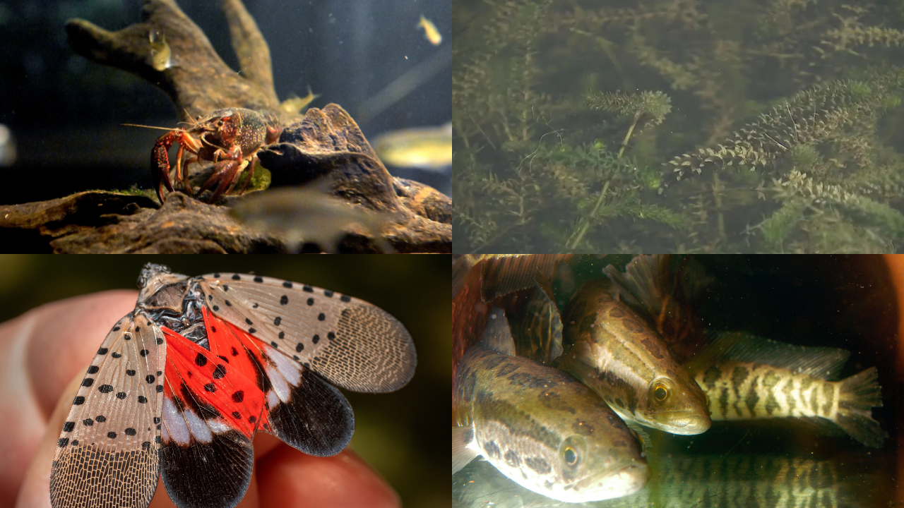 The 12 invasive animal, plant species of 'highest concern' in Virginia
