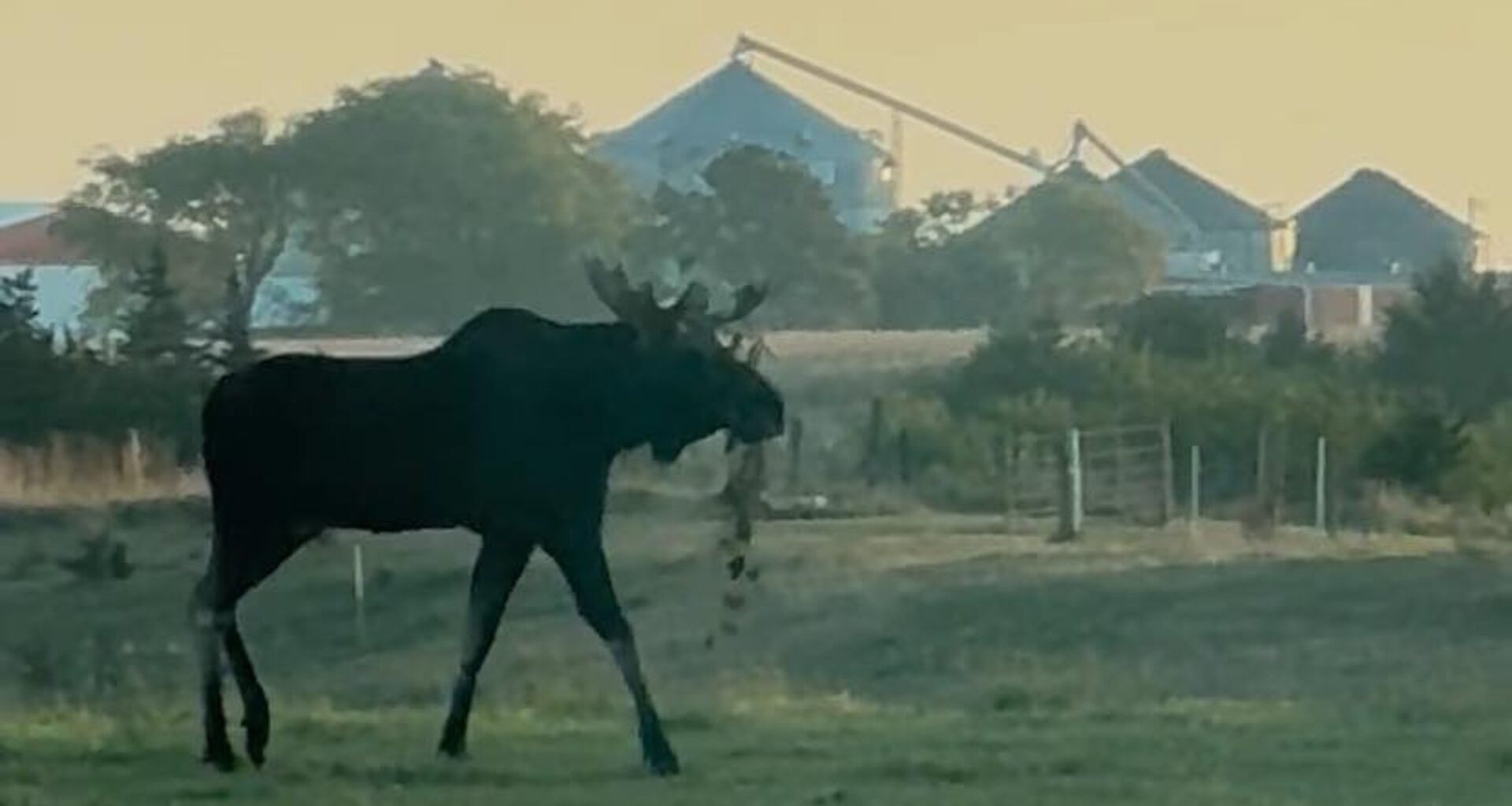 Moose spotted walking along highway near rural Nebraska village