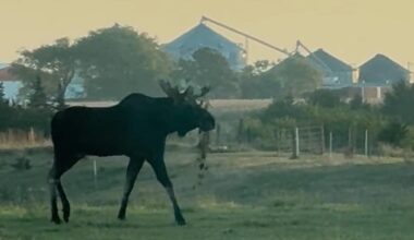 Moose spotted walking along highway near rural Nebraska village