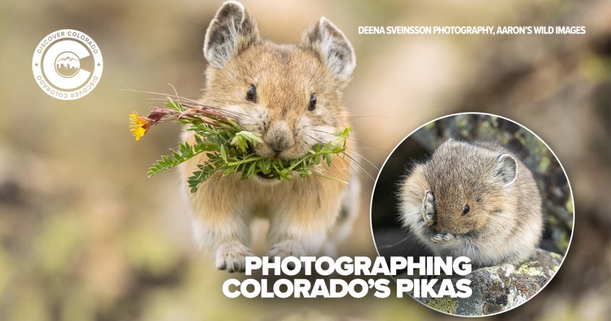 The art of photographing Colorado’s pikas – and why it matters: 'We're lucky'