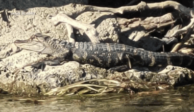 Alligators in Michigan? Officials confirm 'credible' sighting in Detroit area