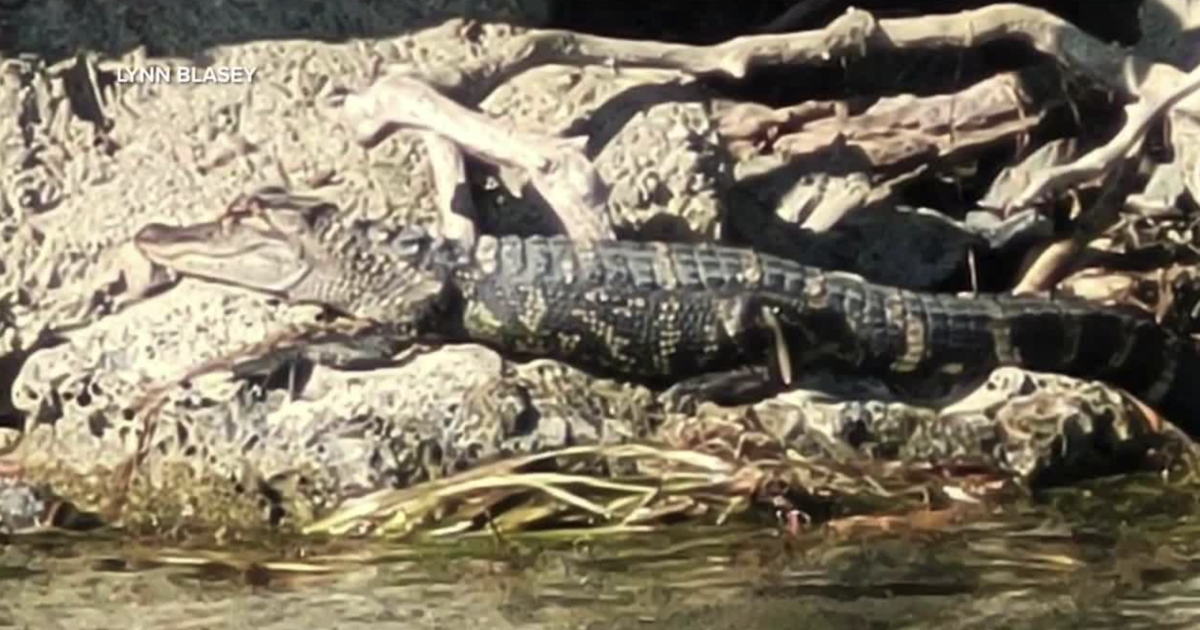 Alligators in Michigan? Officials confirm 'credible' sighting in Detroit area